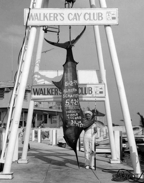 Almeta Schafer beside her 542 and a half pound blue marlin at the Walker's Cay Club, 1974